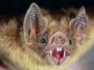 Φωτογραφία για Οι νυχτερίδες πίνουν στα αλήθεια αίμα; Όχι ακριβώς...