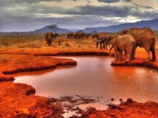 Φωτογραφία για Οι κόκκινοι ελέφαντες της Κένυας