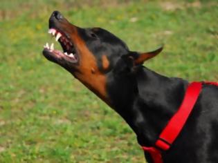 Φωτογραφία για Αδίστακτος εκτέλεσε σκυλί με καραμπίνα στο Ρέθυμνο