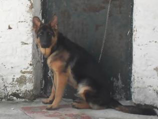 Φωτογραφία για Αναγνώστρια έχασε τη σκυλίτσα της και ζητά βοήθεια