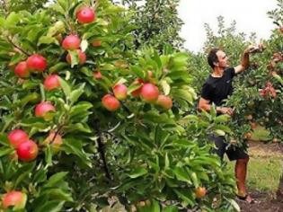 Φωτογραφία για Πλιάτσικο στα φρούτα & τα λαχανικά του Οροπεδίου