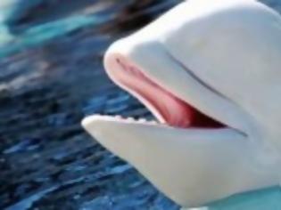 Φωτογραφία για VIDEO: Φάλαινα μπορεί και μιλάει… ανθρώπινα!