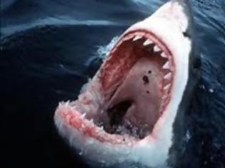 Φωτογραφία για Βρέθηκε νεκρός άνδρας από επίθεση καρχαρία στην Καλιφόρνια