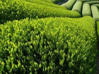 Φωτογραφία για Το πράσινο τσάι μειώνει τον κίνδυνο του καρκίνου