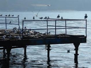 Φωτογραφία για ''Πάγωσε'' κάτοικος της Λίμνης όταν τυχαία το πρωί έριξε μία ματιά στην θάλασσα...