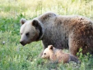 Φωτογραφία για Νεκρή η αρκούδα «Ζαΐρα»