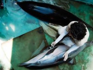 Φωτογραφία για Αγωνία για τα δύο δελφίνια (ΦΩΤΟ)