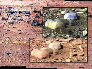 Φωτογραφία για Mars Rover Curiosity Image: '' ινδικό χοιρίδιο'' στον Άρη?