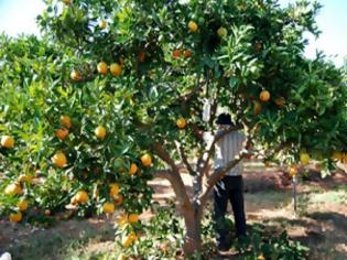 Φωτογραφία για Μειωμένη φέτος η παραγωγή μανταρινιών