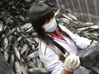 Φωτογραφία για Ραδιενεργά για μια δεκαετία ακόμα τα ψάρια στη Φουκουσίμα