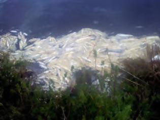 Φωτογραφία για Τόνοι νεκρών ψαριών στον Αμβρακικό