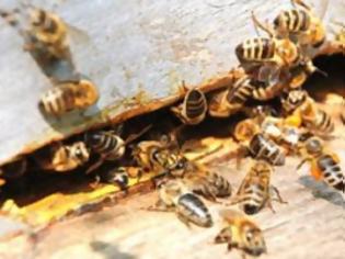 Φωτογραφία για Απίστευτο! Οι μέλισσες καταλαβαίνουν...από Τέχνη
