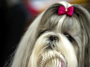 Φωτογραφία για Σκύλος εκατομμυριούχος κληρονόμησε 2 εκατ. ευρώ από την ιδιοκτήτριά του
