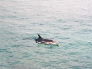 Φωτογραφία για Δελφίνια στον Θερμαϊκό! (Video)