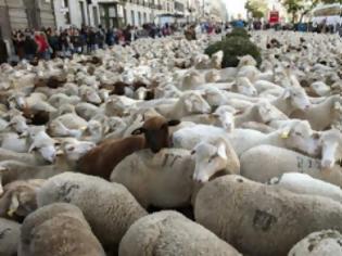 Φωτογραφία για Χιλιάδες πρόβατα πλημμύρισαν τη Μαδρίτη