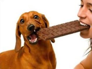 Φωτογραφία για Δηλητηρίαση σκυλιών από σοκολάτα
