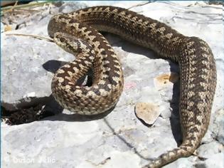 Φωτογραφία για Βρήκαν 11 επικίνδυνα φίδια μέσα στο The Mall Athens και τα κατέσχεσαν!