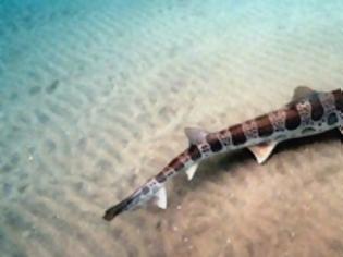 Φωτογραφία για Καρχαρίας βρέθηκε σε.. γήπεδο του γκολφ, 8 χλμ μακριά από τη θάλασσα