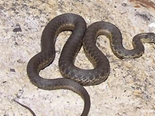 Φωτογραφία για Απίστευτο: 11 επικίνδυνα φίδια βρήκαν μέσα στο The Mall Athens και τα κατέσχεσαν!