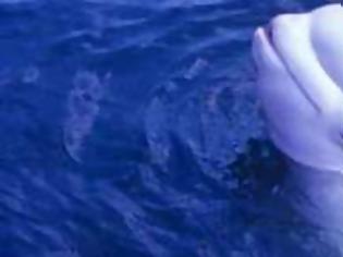 Φωτογραφία για Απίστευτο - Φάλαινα προσπάθησε να μιλήσει ανθρώπινα!