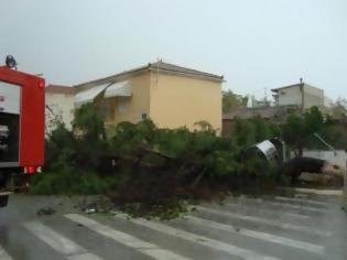 Φωτογραφία για Αμάρυνθος: Ξεριζώθηκαν δέντρα από τη χθεσινή καταιγίδα