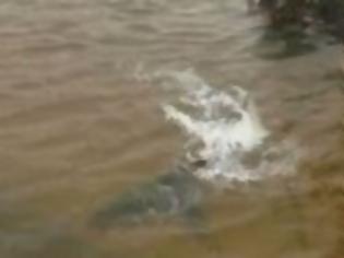Φωτογραφία για ΔΕΙΤΕ: Καρχαρίες στους πλημμυρισμένους δρόμους του Nιου Τζέρσει