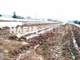 Φωτογραφία για Ηλεία: Ζημιές σε καλλιέργειες και στάβλους απο ισχυρούς ανέμους