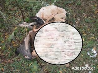 Φωτογραφία για Κοζάνη: Κατακρεούργησαν τα αδέσποτα φοβούμενοι εξάπλωση της λύσσας
