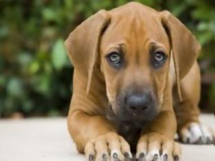 Φωτογραφία για Εμβολιασμός ζώων για τον ιό της λύσσας