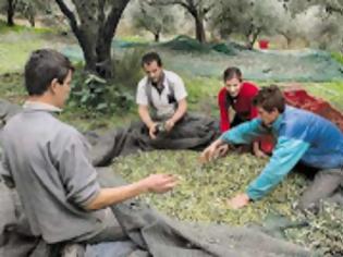 Φωτογραφία για Ψάχνουν Έλληνες εργάτες για τις ελιές, αλλά βρίσκουν μόνο αλλοδαπούς!