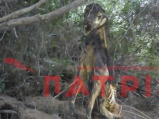 Φωτογραφία για Ηλεία: Η φωτογραφία του αίσχους - Κρέμασε σκυλί σε δέντρο και το άφησε να πεθάνει!