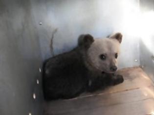 Φωτογραφία για Διάσωση αρκούδων από ζωολογικό κήπο στη Ρουμανία