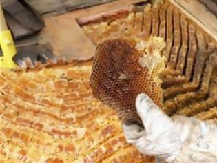 Φωτογραφία για Ποσό 5,5 εκατ. ευρώ για την ενίσχυση της μελισσοκομίας