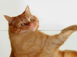 Φωτογραφία για Μια χοντρούλα γάτα-καθρίστρια! (Video)