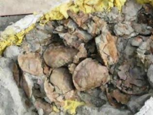 Φωτογραφία για Ανακαλύφθηκε αρχαίος μαζικός τάφος με 1.800 χελώνες