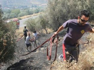 Φωτογραφία για Έκαψε ζώα και γη η φωτιά στον Πρινιά