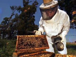 Φωτογραφία για 5,5 εκατ. ευρώ για την ενίσχυση της μελισσοκομίας