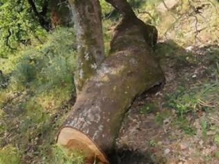 Φωτογραφία για Νέες συλλήψεις για παράνομη κοπή ελαιοδέντρων