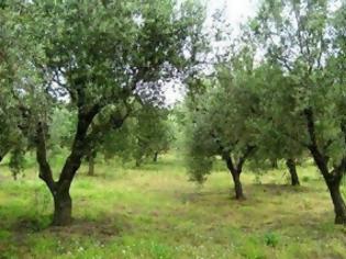 Φωτογραφία για Καταστροφές από το νοτιά και αποζημιώσεις στην Κρήτη