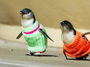 Φωτογραφία για Πλεκτά πουλόβερ σώζουν τη ζωή πιγκουίνων!