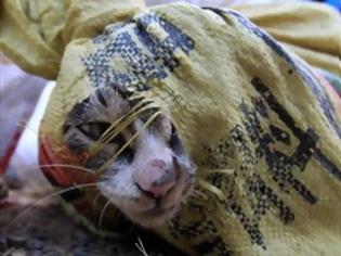 Φωτογραφία για Σώθηκαν 500 γάτες που προορίζονταν για… εστιατόρια (ΦΩΤΟ)