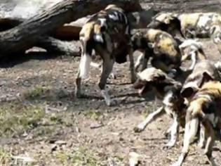 Φωτογραφία για Πίτσμπουργκ: Άγρια σκυλιά κατασπάραξαν παιδί