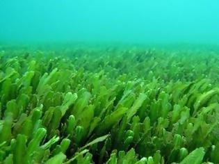 Φωτογραφία για Η υπερθέρμανση των ωκεανών απειλεί το φυτοπλαγκτόν