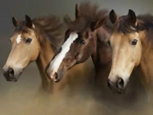 Φωτογραφία για 3 άτομα από τη Γαλλία ήρθαν με τα άλογα στη Θεσπρωτία!