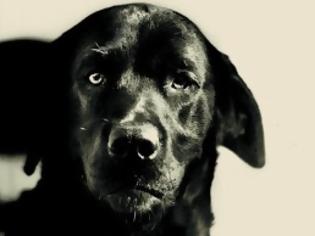 Φωτογραφία για Pep, ο σκύλος που καταδικάστηκε σε ισόβια φυλάκιση