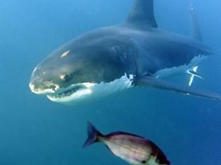 Φωτογραφία για Επίθεση καρχαρία live on camera! [video]