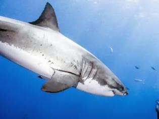 Φωτογραφία για Παράτολμος δύτης κολυμπά με λευκούς καρχαρίες!