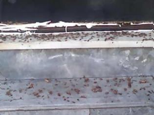 Φωτογραφία για Νέο σοκ στην Πάτρα: Ζευγάρι ζούσε σε σπίτι γεμάτο κατσαρίδες - Τους έβγαλαν με το ζόρι οι γείτονες - Δείτε φωτό