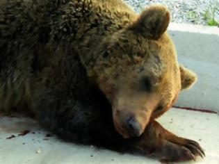 Φωτογραφία για Δέκατη αρκούδα νεκρή σε τροχαίο