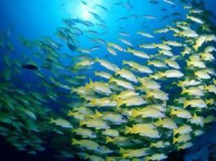 Φωτογραφία για Η κλιματική αλλαγή μειώνει το μέγεθος των θαλάσσιων ζώων
